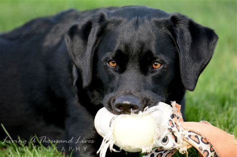 Pin by Living A Thousand Lives Photog on Labradors - My Babies ...