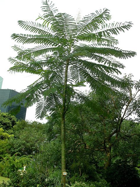 Schizolobium parahyba - Wikipedia | Trees to plant, Plants, Fast ...