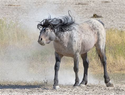 Photographs of Onaqui Herd Wild Horses – May 2017 | Photography of Wild ...