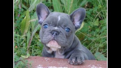 grey french bulldog blue eyes - YouTube