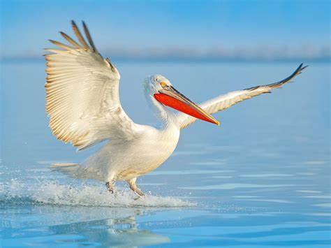 Do Pelicans Migrate? | Bird Fact