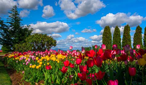 Vibrant Tulip Garden Under a Scenic Sky - HD Wallpaper