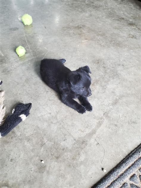 Schipperke Puppies For Sale