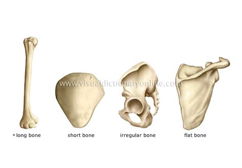 Short bones. Causes, symptoms, treatment Short bones