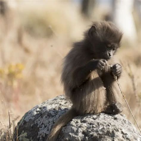 Gelada - Facts, Diet, Habitat & Pictures on Animalia.bio