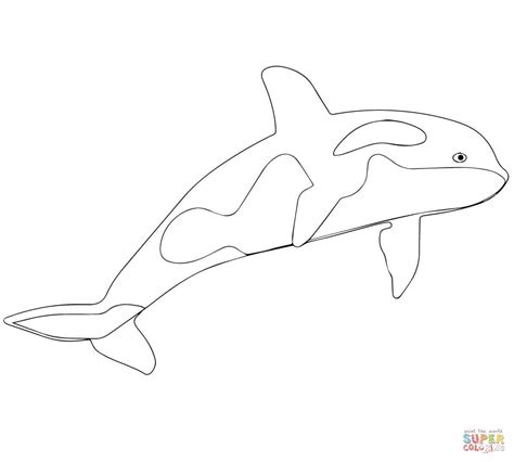 Killer Whale or Orca coloring page | Free Printable Coloring Pages