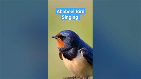 Ababeel Birds Beautiful🥰 Singing #ababeel #ababil #birds #beautiful # ...