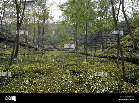 Tea plantation in Srimangal (Sreemangal) in Bangladesh. Srimangal is one of the main areas for ...