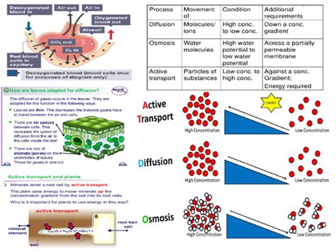 AQA GCSE 9-1 Biology Transport Systems, diffusion osmosis Active Transport | Teaching Resources