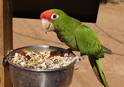 Parrot Diet: Converting Your Bird to Parrot Pellets - Parrot Essentials