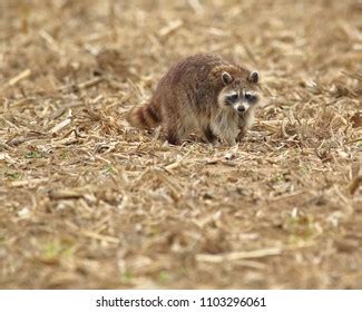 1,550 Raccoon hunting Images, Stock Photos & Vectors | Shutterstock