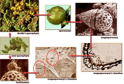 the Azolla Superorganism - Azolla Foundation