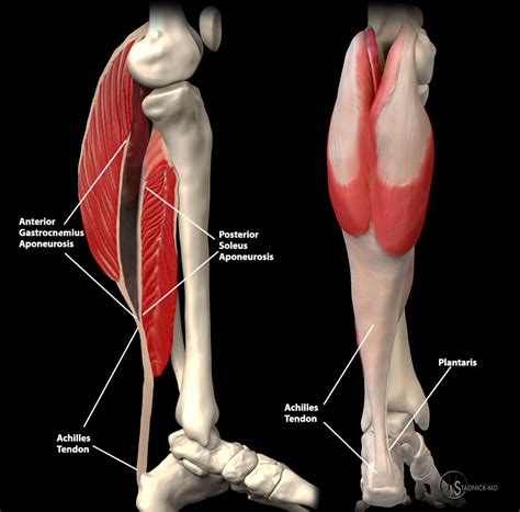 Achilles Tendon Pathology - Radsource