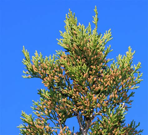 NatureWatch: Dispelling Common Myths of the Ashe Juniper