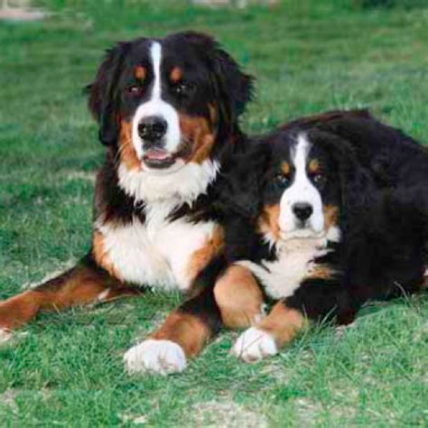 Bernese Mountain Dog grooming, bathing and care | Espree