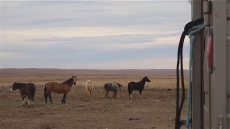 Bureau of Land Management (BLM) Caldwell wild horse adoption | ktvb.com