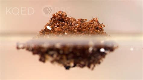 Fire Ants Turn Into a Stinging Life Raft to Survive Floods | Deep Look ...