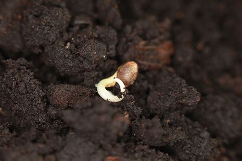 3 Best Methods Germinating Marijuana Seeds | BulkMJSeeds