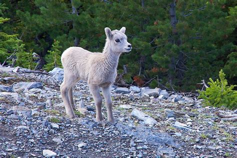 Baby Big Horn Sheep Photograph by Stuart Litoff - Fine Art America