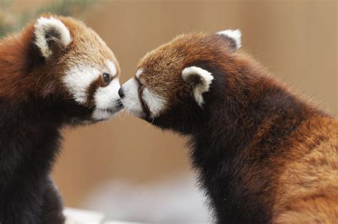 93 Animal Couples That Prove Love Exists In The Animal Kingdom Too | Bored Panda