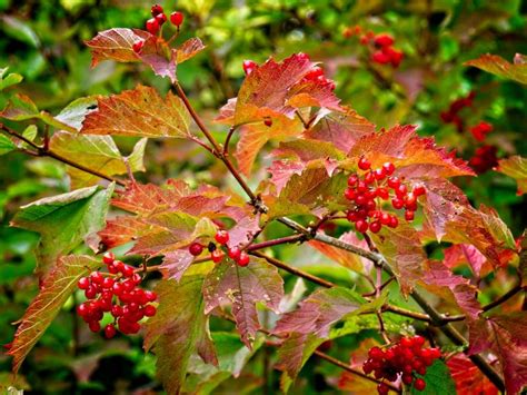 Autumn Berries | Gosforth Camera Club