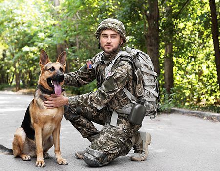 Inspiring stories of military dogs on Veterans Day