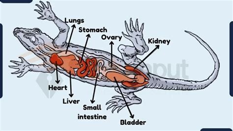 Digestive System of Reptiles-Anatomy and Function