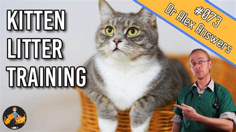 How to Litter Train a Kitten (FAST!) — Our Pet's Health