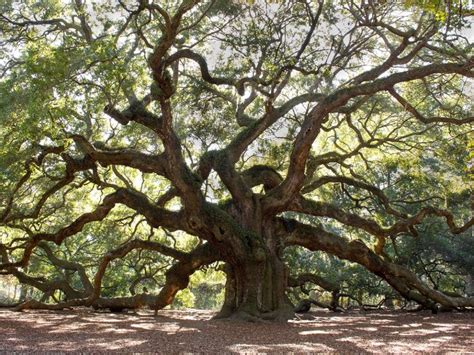 Southeastern Shade Trees – Choosing Southern Shade Trees To Keep Cool