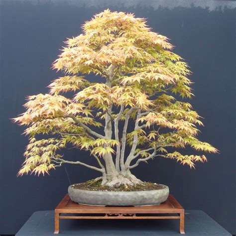 PlantZee: Information on Japanese Maple