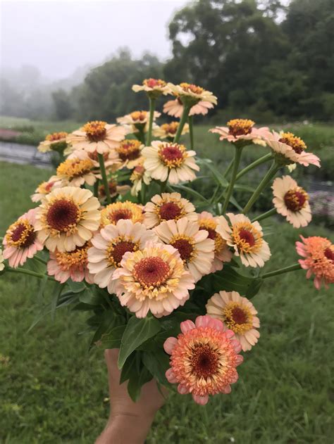 My Favorite Zinnia Varieties + A Farm Update — Flourish Flower Farm