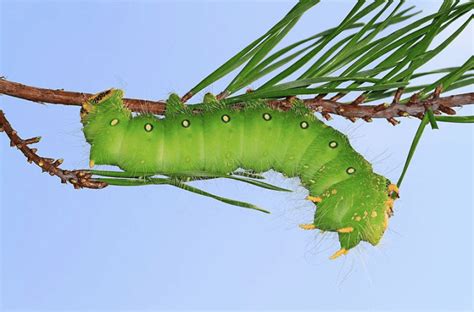 Caterpillar Identification Guide: Find Your Caterpillar With Photos and ...