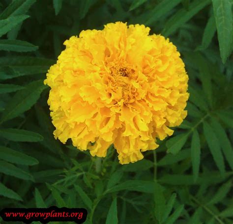 Mexican marigold - How to grow & care