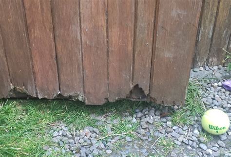 How to repair a shed door that is rotting at the base? - Home Improvement Stack Exchange