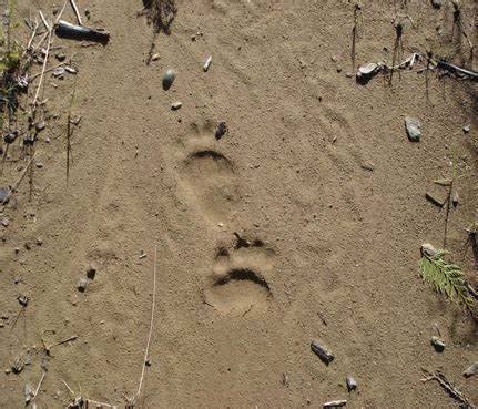 Bear Tracks In Dirt