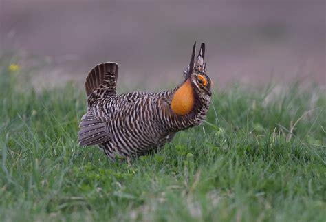 Greater prairie chicken - song / call / voice / sound.