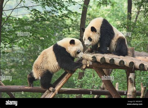 Giant pandas at the Chengdu Research Base of Giant Panda Breeding in ...