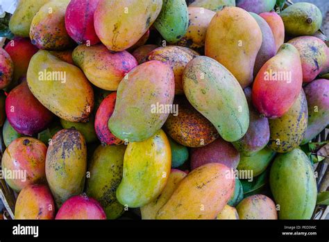 Delicious mango fruits at the rural market in Mauritius Island Stock ...