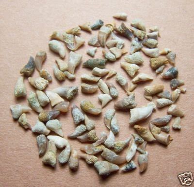 100 Basking Shark Teeth, Cetorhinus sp, Miocene,CA | #74165673