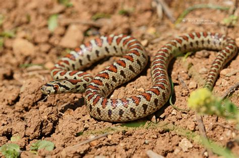 Leopard Snake Zamenis situla, Greece | Juvénile de Couleuvre… | Flickr