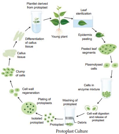 Plant Tissue Culture Techniques and Types