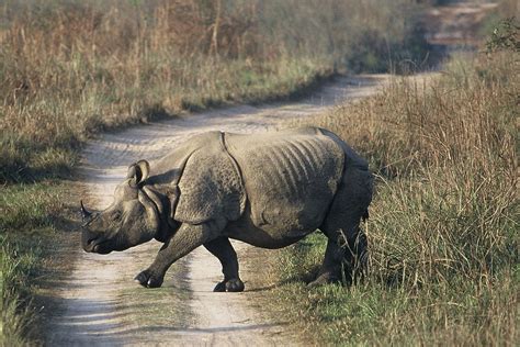 All about One-Horned Rhinoceros in India - Habitat, Lifespan, Threats