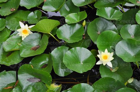 Water Lily Nymphaea flower in water pond 5578317 Stock Photo at Vecteezy