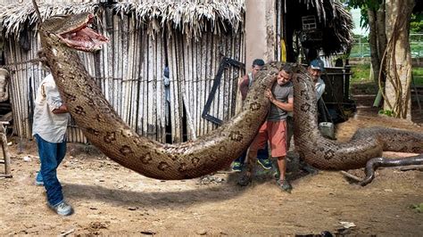 ক্যামেরায় ধরাপড়া সবথেকে বড় সাপ Most Biggest Snakes Ever Caught On Camera - YouTube