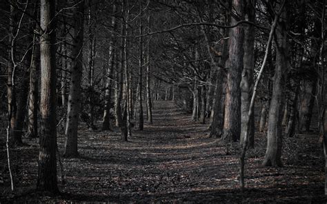 Dark Forest Path [1920 x 1200] : r/wallpaper