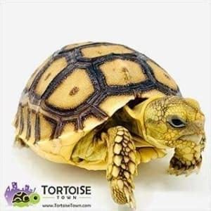 Sulcata tortoise temperature what is best temperature for Sulcata tortoise?