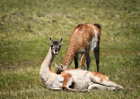 Guanaco in Torres del Paine National Park 1383240 Stock Photo at Vecteezy