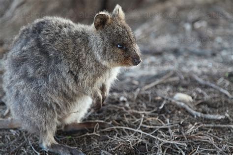 Image of Quokka (Setonix brachyurus), a cute, small Australian kangaroo - Austockphoto