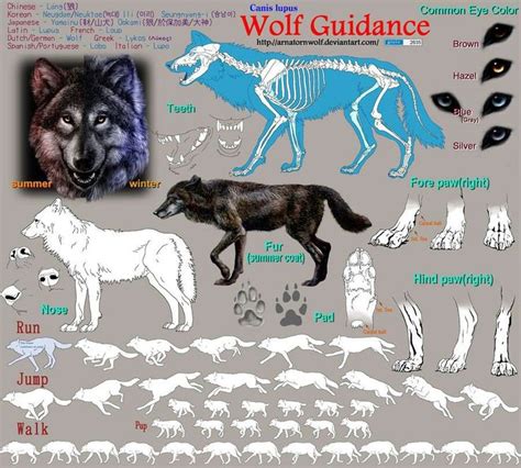 160 best Anatomy - animal - canidae images on Pinterest | Animal ...