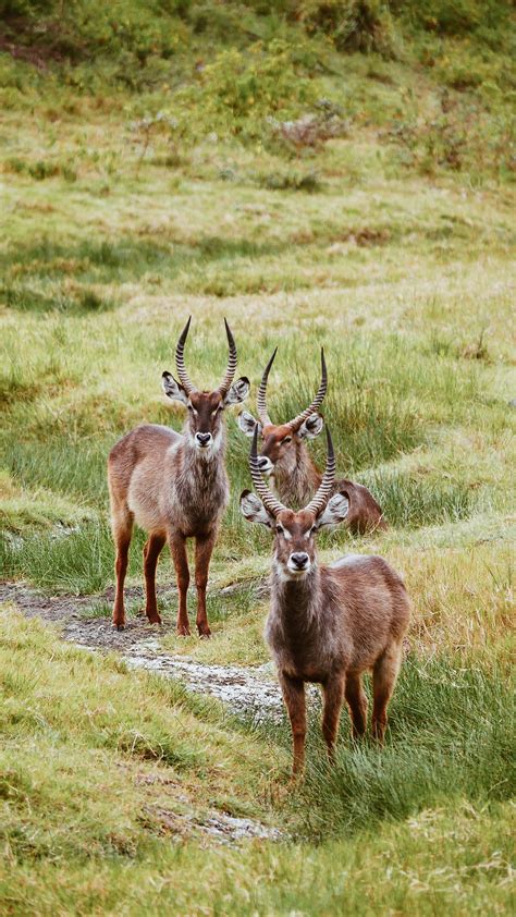 A Guide to Black Hills Wildlife